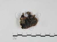 雲芝藏品圖，第3張