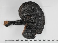 登錄號:F0018855藏品圖，第1張