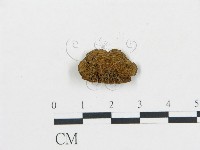 登錄號:F0018859藏品圖，第4張
