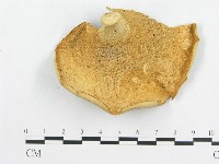 登錄號:F0018860藏品圖，第4張