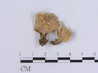 登錄號:F0018864藏品圖，第1張