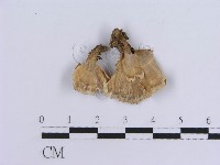登錄號:F0018864藏品圖，第4張