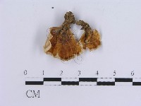 登錄號:F0018864藏品圖，第5張