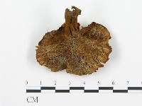 登錄號:F0018867藏品圖，第1張