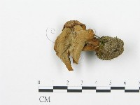 登錄號:F0018868藏品圖，第4張