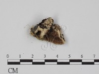 登錄號:F0018869藏品圖，第3張
