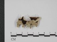 登錄號:F0018870藏品圖，第1張