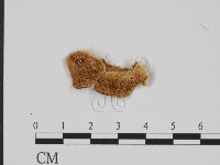 登錄號:F0018871藏品圖，第1張