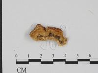 登錄號:F0018871藏品圖，第3張
