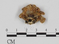 登錄號:F0018872藏品圖，第3張