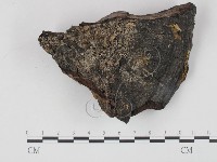 登錄號:F0018876藏品圖，第1張