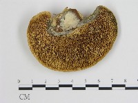 登錄號:F0018879藏品圖，第1張
