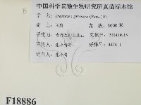 偏腫栓菌藏品圖，第2張