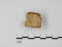 偏腫栓菌藏品圖，第1張