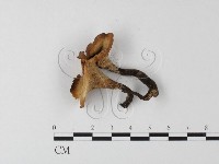 館號:F0018888藏品圖，第1張