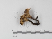 館號:F0018888藏品圖，第4張
