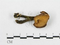 登錄號:F0018889藏品圖，第4張