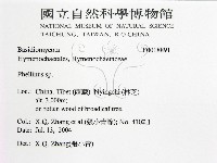 木層孔菌屬藏品圖，第2張