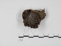 登錄號:F0018892藏品圖，第1張