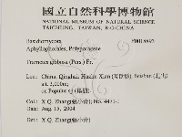 偏腫栓菌藏品圖，第2張