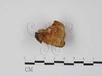 偏腫栓菌藏品圖，第1張