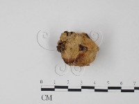 偏腫栓菌藏品圖，第3張