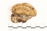 登錄號:F0018894藏品圖，第1張