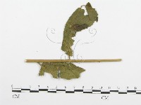 登錄號:F0018895藏品圖，第1張