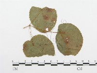登錄號:F0018897藏品圖，第1張