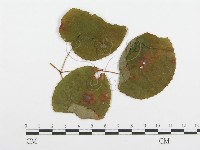 登錄號:F0018897藏品圖，第4張