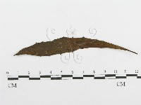 登錄號:F0018899藏品圖，第1張