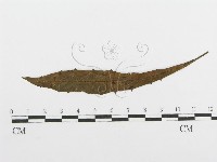 登錄號:F0018899藏品圖，第4張