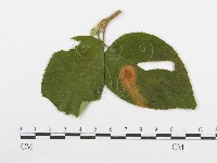 登錄號:F0018900藏品圖，第4張