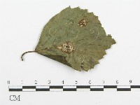 登錄號:F0018901藏品圖，第1張
