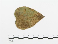 登錄號:F0018902藏品圖，第1張