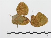 登錄號:F0018903藏品圖，第1張
