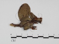 登錄號:F0018904藏品圖，第1張