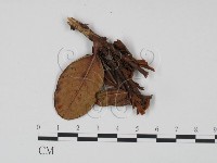 登錄號:F0018904藏品圖，第3張