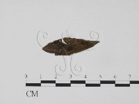 登錄號:F0018905藏品圖，第1張
