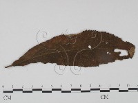 登錄號:F0018907藏品圖，第3張
