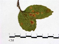 登錄號:F0018912藏品圖，第1張