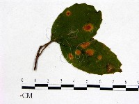 登錄號:F0018912藏品圖，第3張