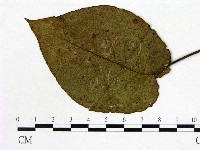 登錄號:F0018913藏品圖，第1張