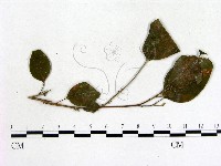 登錄號:F0018914藏品圖，第1張