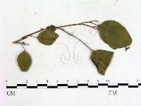 登錄號:F0018914藏品圖，第3張