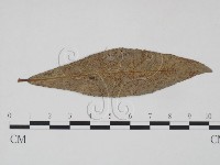 登錄號:F0018916藏品圖，第1張