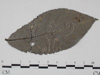 登錄號:F0018918藏品圖，第1張