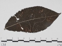 登錄號:F0018918藏品圖，第3張
