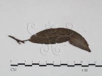 登錄號:F0018920藏品圖，第1張