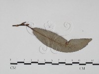 登錄號:F0018920藏品圖，第3張